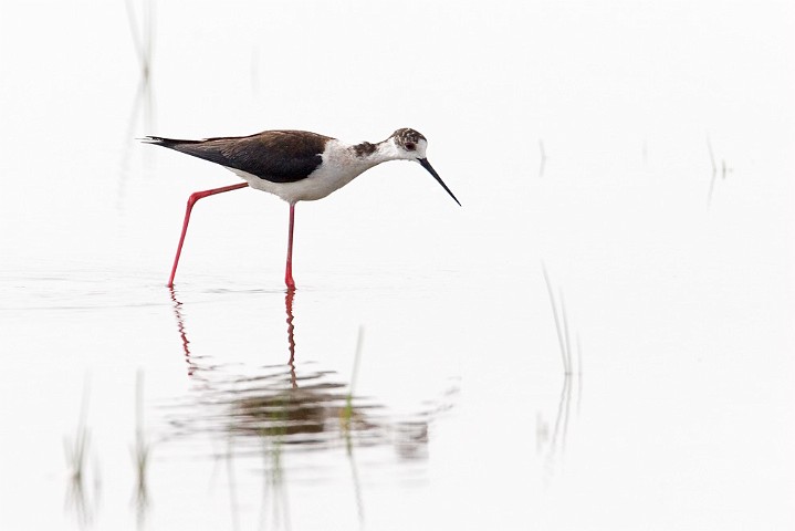 Stelzenlufer Himantopus himantopus Black-winged Stilt